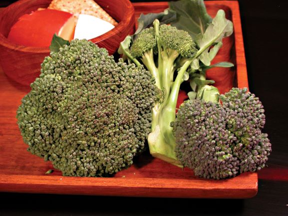 Territorial Seed Umpqua Broccoli