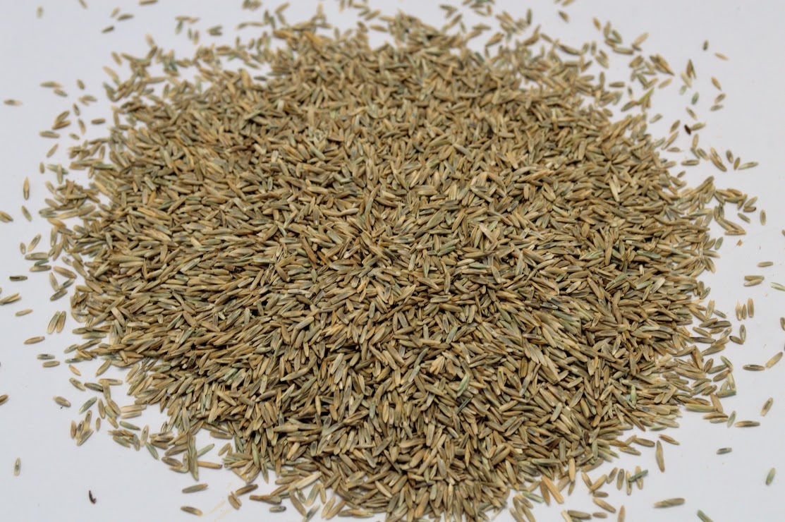 Futura 3000 Turf Type Perennial Ryegrass Blend 25 lb.