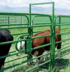 Powder River 34" Runway Bow