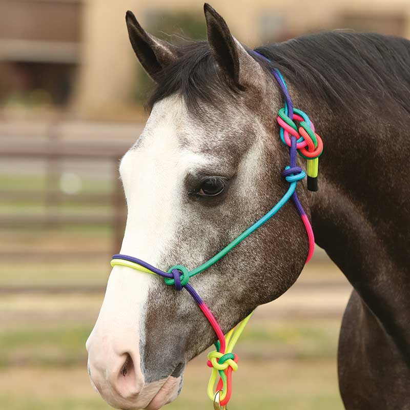 Rope Halter, Rainbow