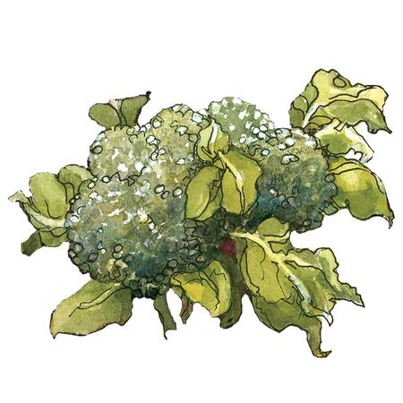 Ts Hybrid Broccoli Blend