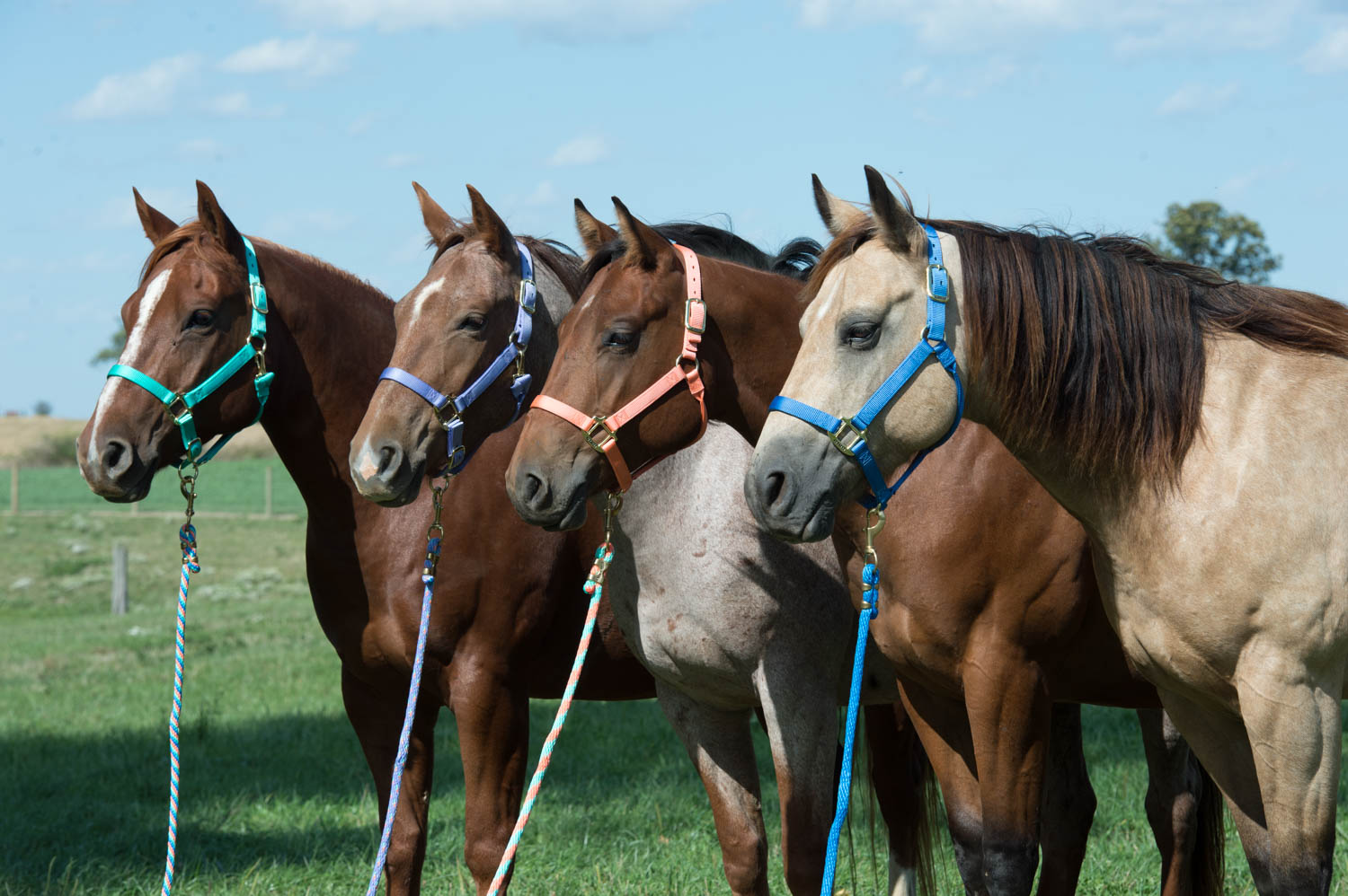 Weaver 1" Non-Adjustable Halter