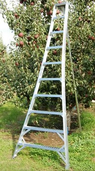 ORCHARD LADDER, ALUMINUM, 16'