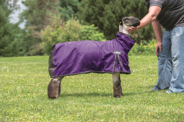 WEAVER PROCOOL&acirc;�&cent; SHEEP BLANKET WITH REFLECTIVE PIPING, MEDIUM
