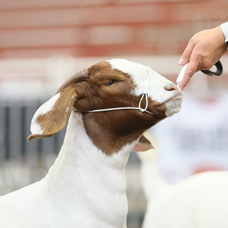 Phantom Sheep & Goat Cable Halter, Black, M