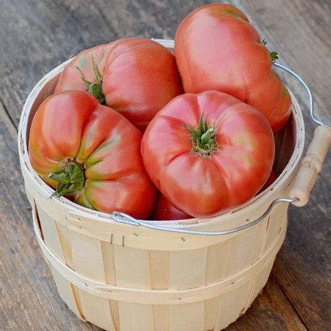 Territorial Seed Company Brandywine Tomato 1/8 gram