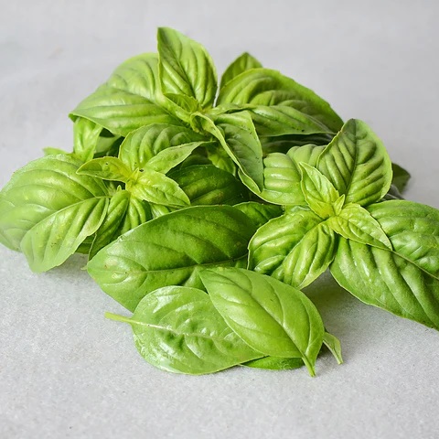 Territorial Seed Company Sweet Basil 1/2 gram