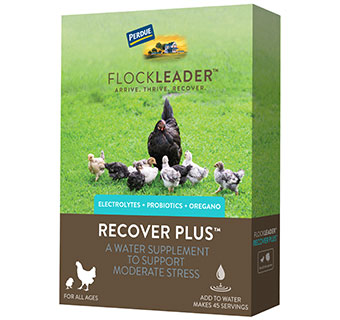 Flockleader Recover Plus