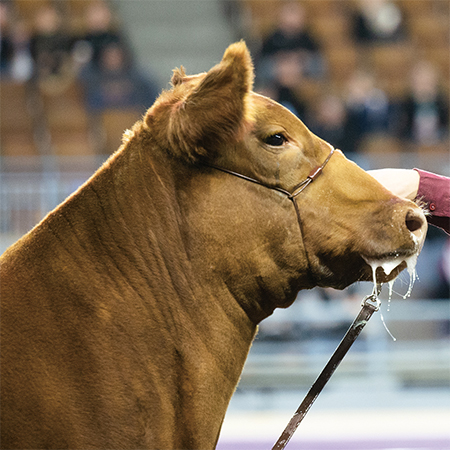 Strong Hold Catt;e Cable Halter Brown Medium