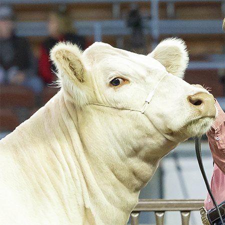 Strong Hold Cattle Cable Halter White Medium