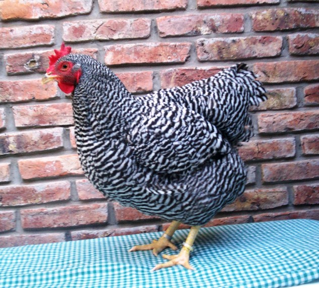 Chick, Barred Rock Pullet
