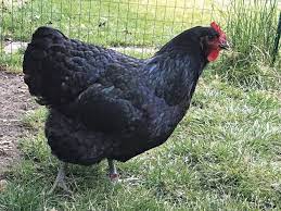 Chick, Jersey Black Giant,pullet