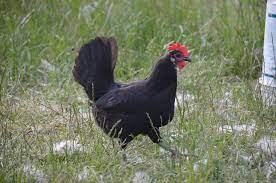 Chick, Black Minorca Pullet