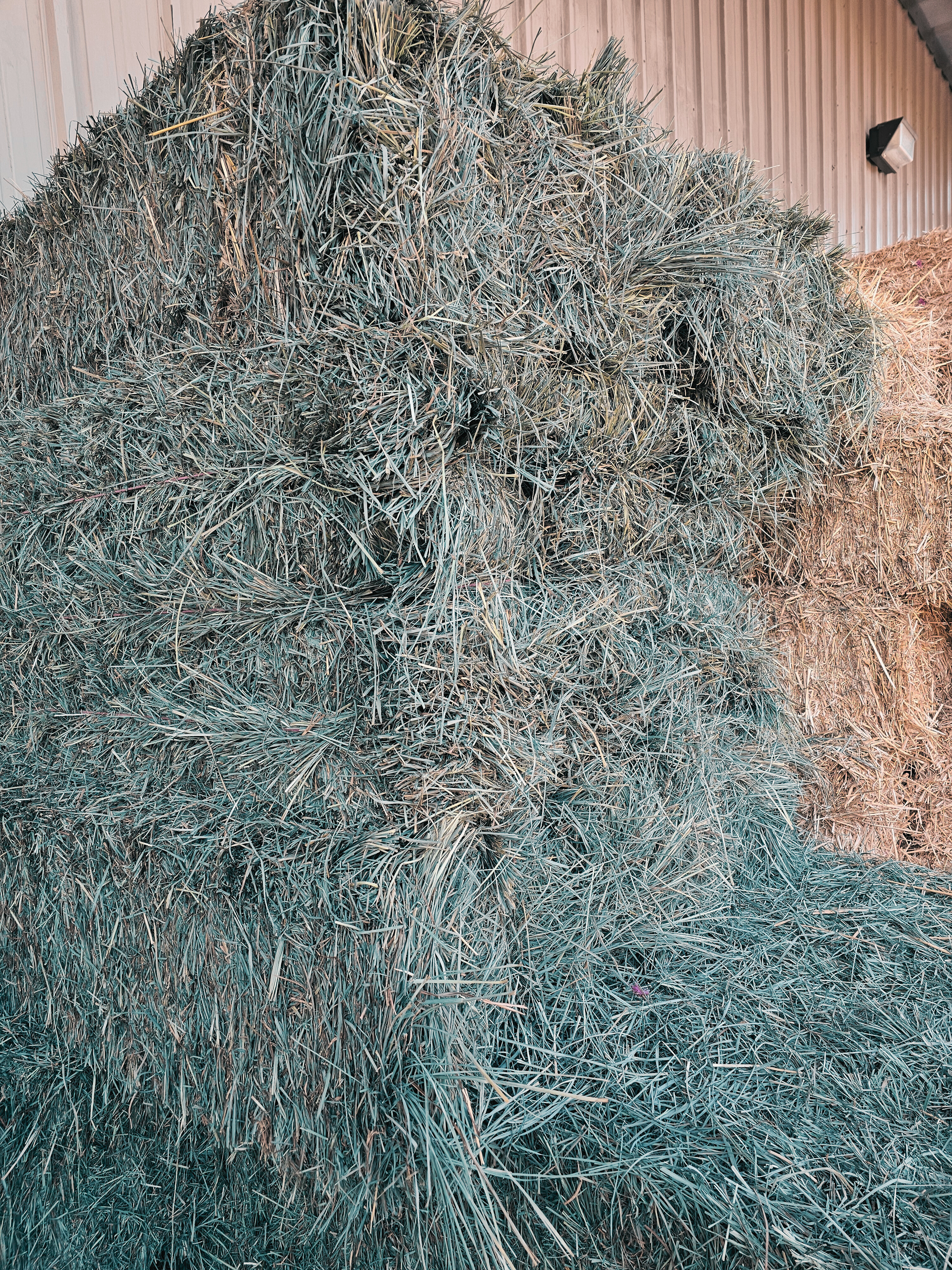 2nd Cut Orchardgrass Hay