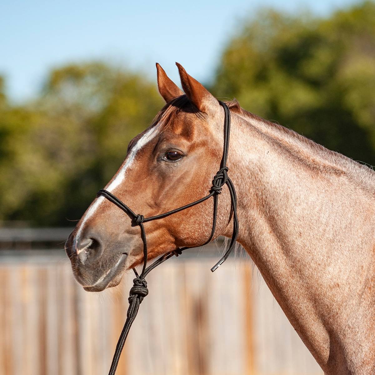 Classic Equine Economy Rope Halter with Lead Rope