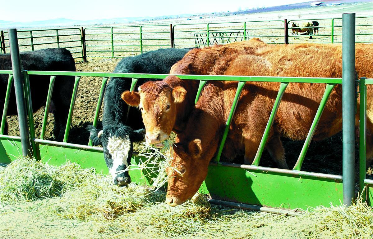 Powder River Slant Bar Feeder Panel 12' x 48"