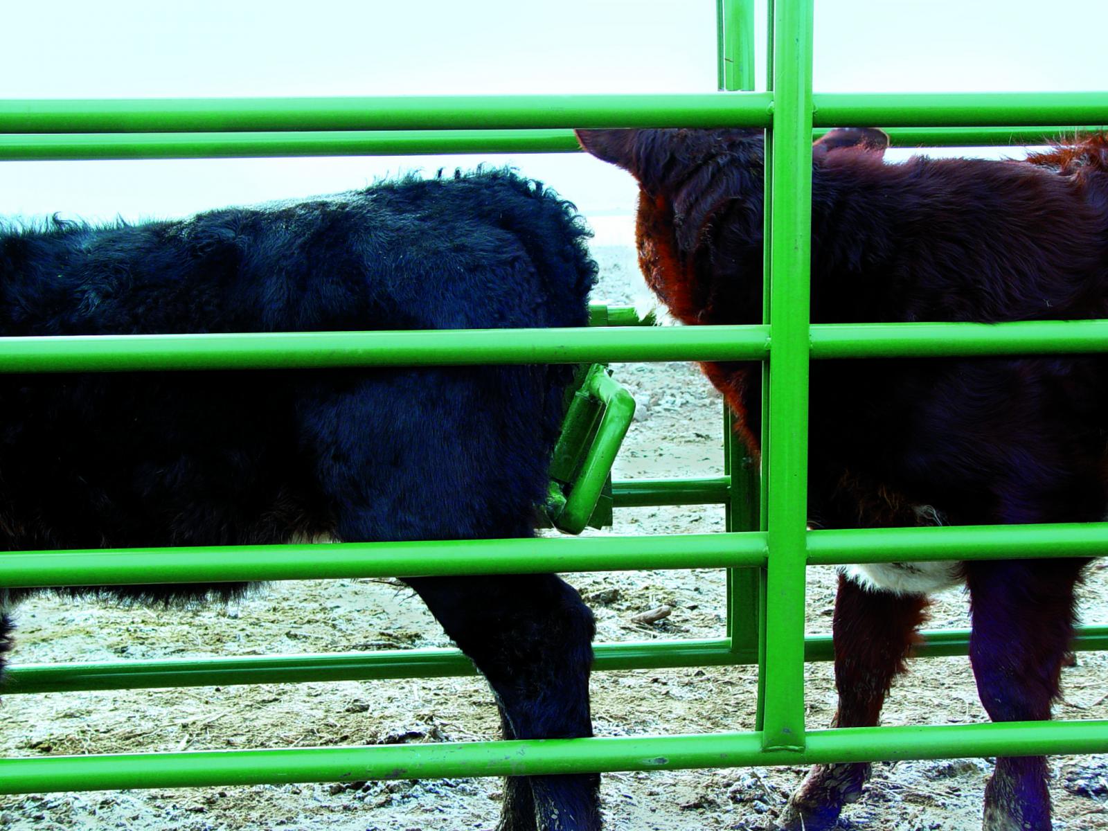 POWDER RIVER CALF ALLEY STOP